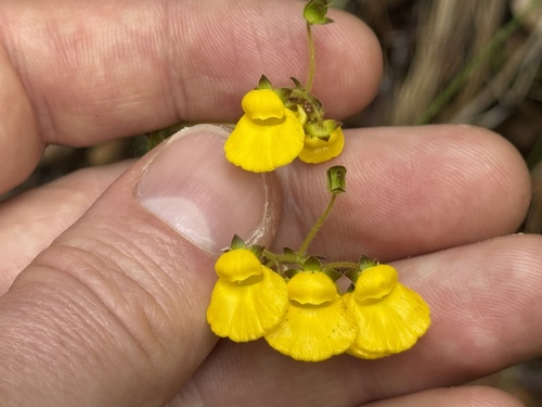 Calceolaria valdiviana, photograph 3