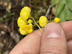 Calceolaria valdiviana, photograph (c) Cody Hinchliff, some rights reserved (CC BY)