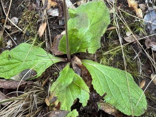 Calceolaria valdiviana, photograph 5