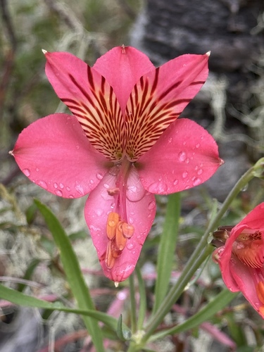 Alstroemeria presliana (Alstroemeria presliana)