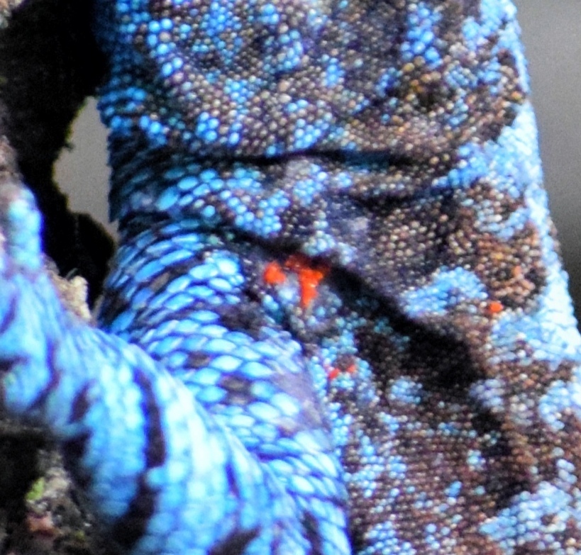 Chigger (Eutrombicula alfreddugesi)