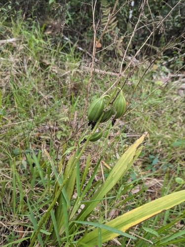 Foto de Orquídea-bambu