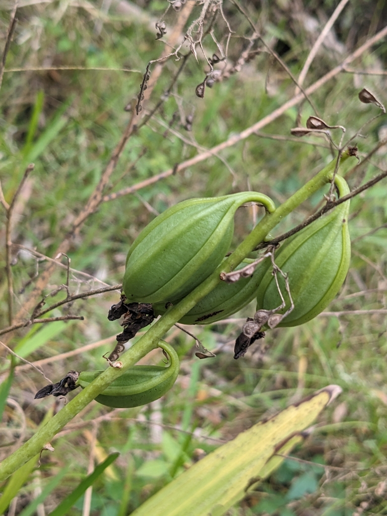 Foto de Orquídea-bambu
