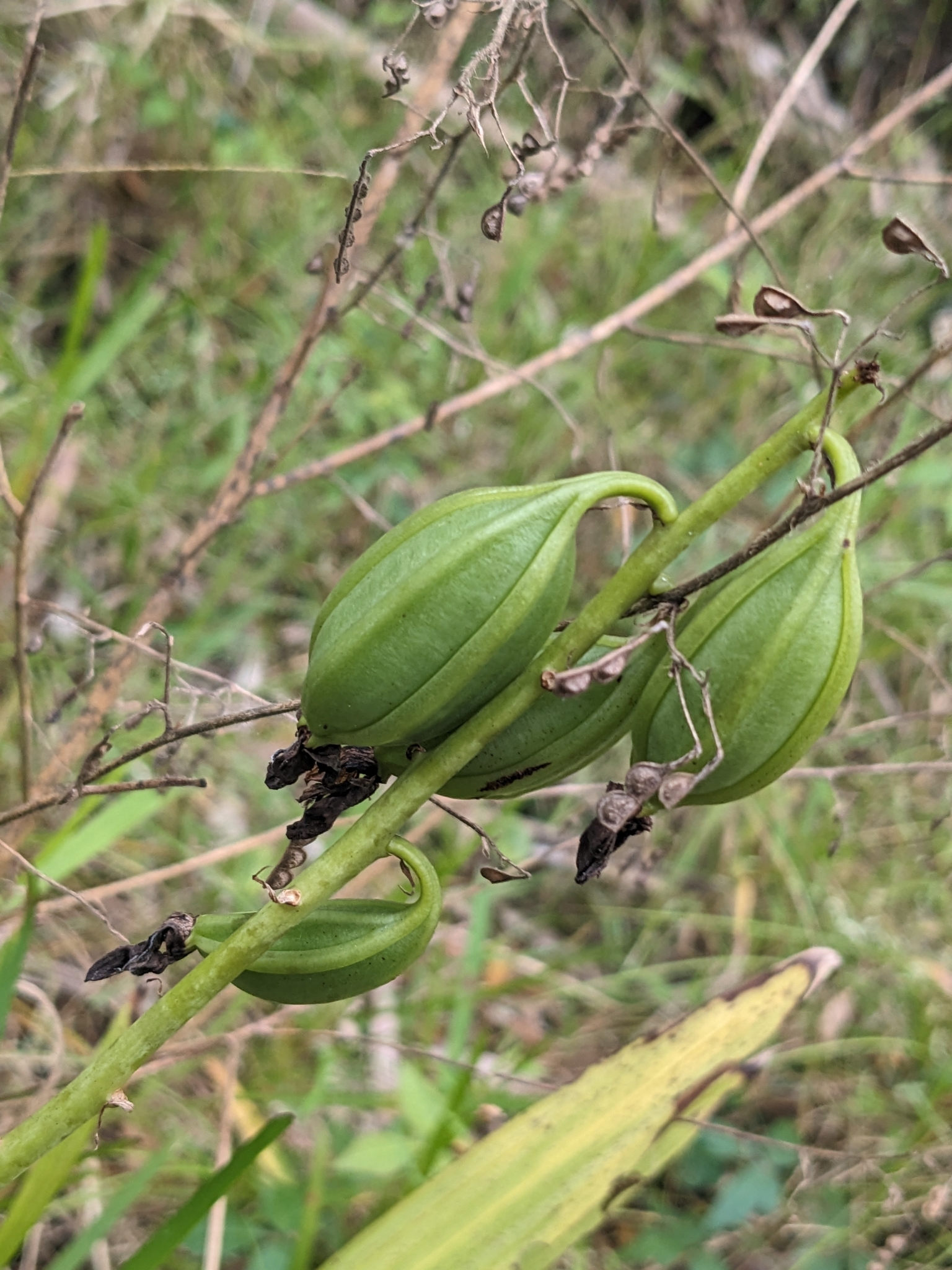 Imagem de Orquídea-bambu