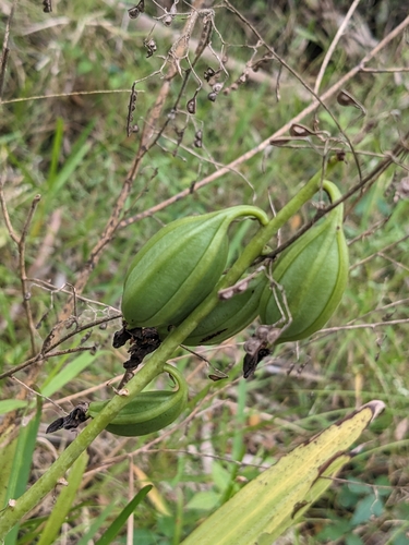 Foto de Orquídea-bambu