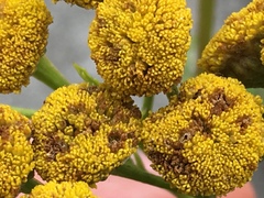 Contarinia tanaceti