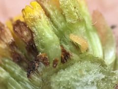 Contarinia tanaceti