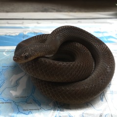 Stenorrhina degenhardtii