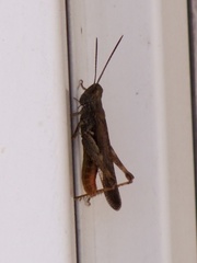 Chorthippus brunneus