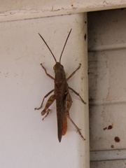 Chorthippus brunneus