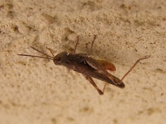 Chorthippus brunneus