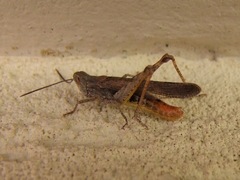 Chorthippus brunneus