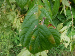 Asimina triloba