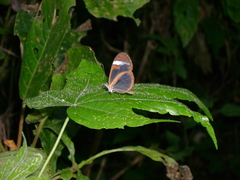 Oleria paula