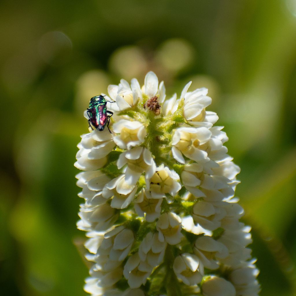 Bilyaxia concinna