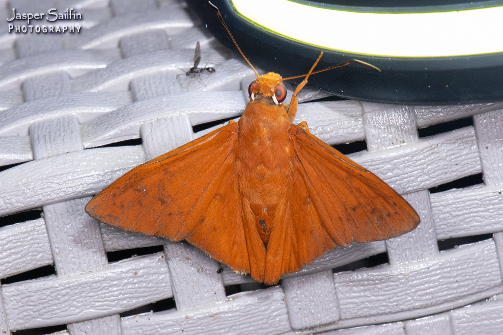 Bungalotis corentinus
