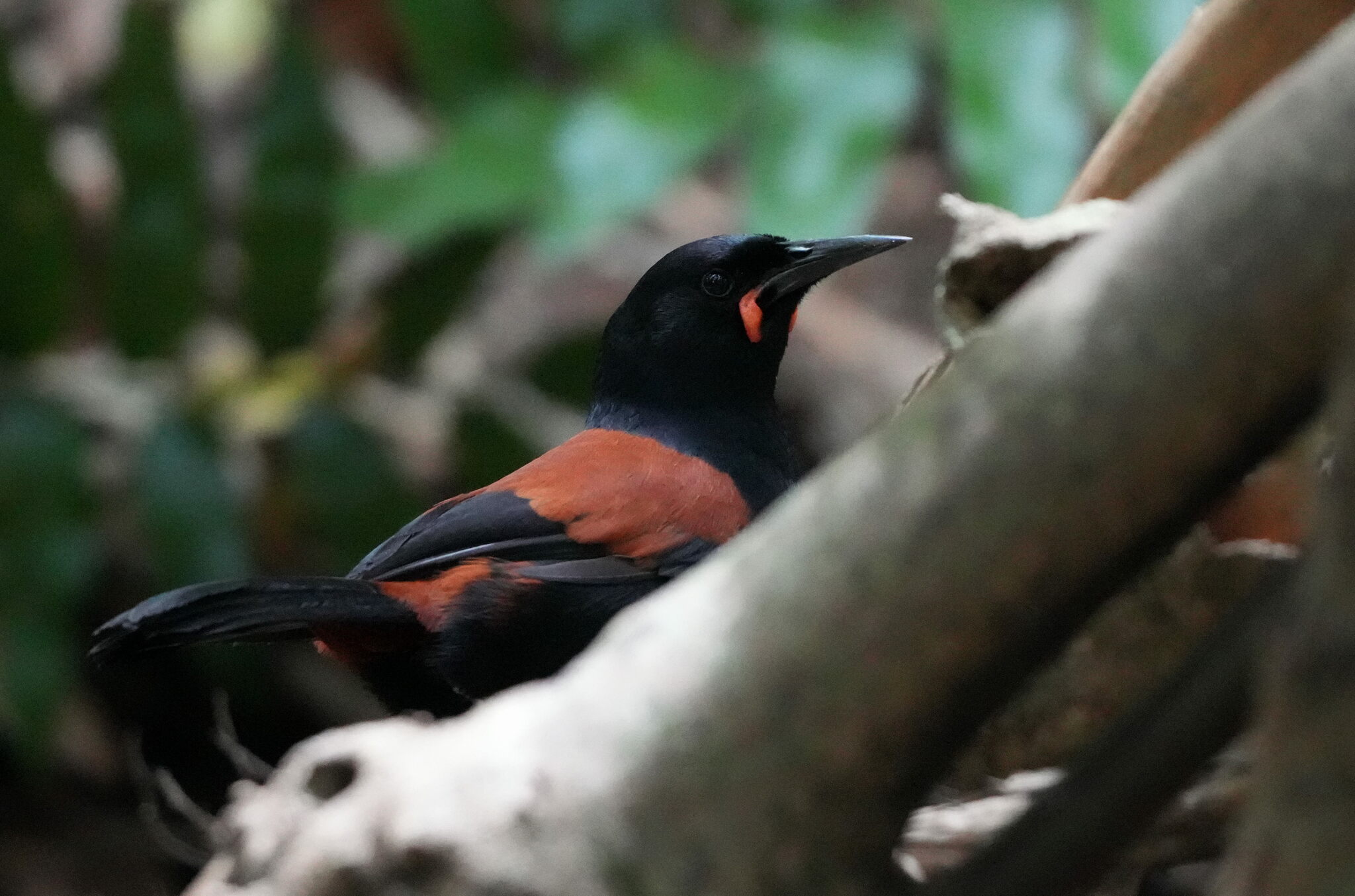 South Island Saddleback illustration