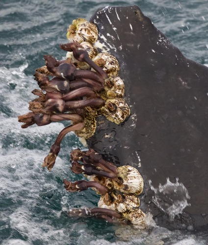 Conchoderma auritum (Linnaeus, 1767)