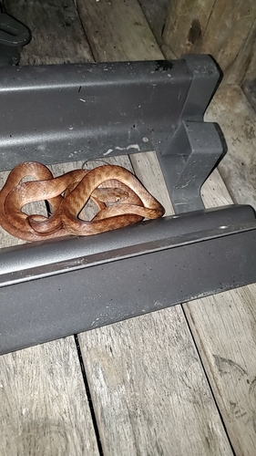 Brown Tree Snake sighting