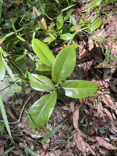 Foto de Flor-de-cera