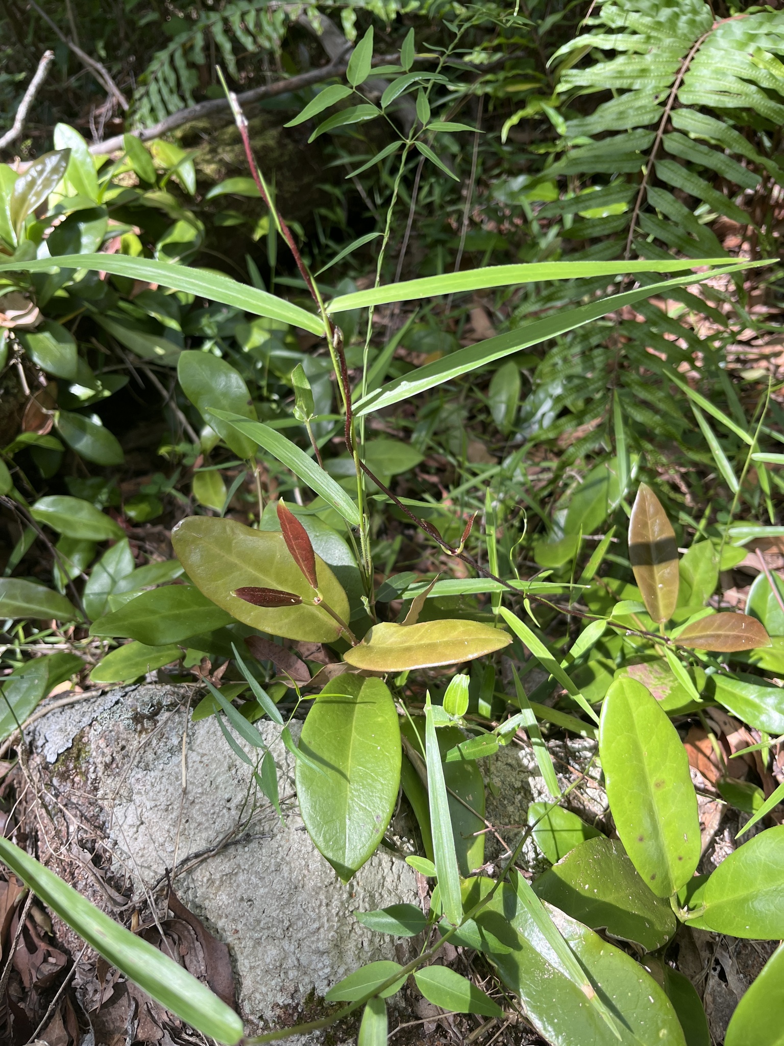 Imagem de Flor-de-cera