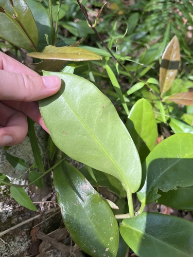 Foto de Flor-de-cera