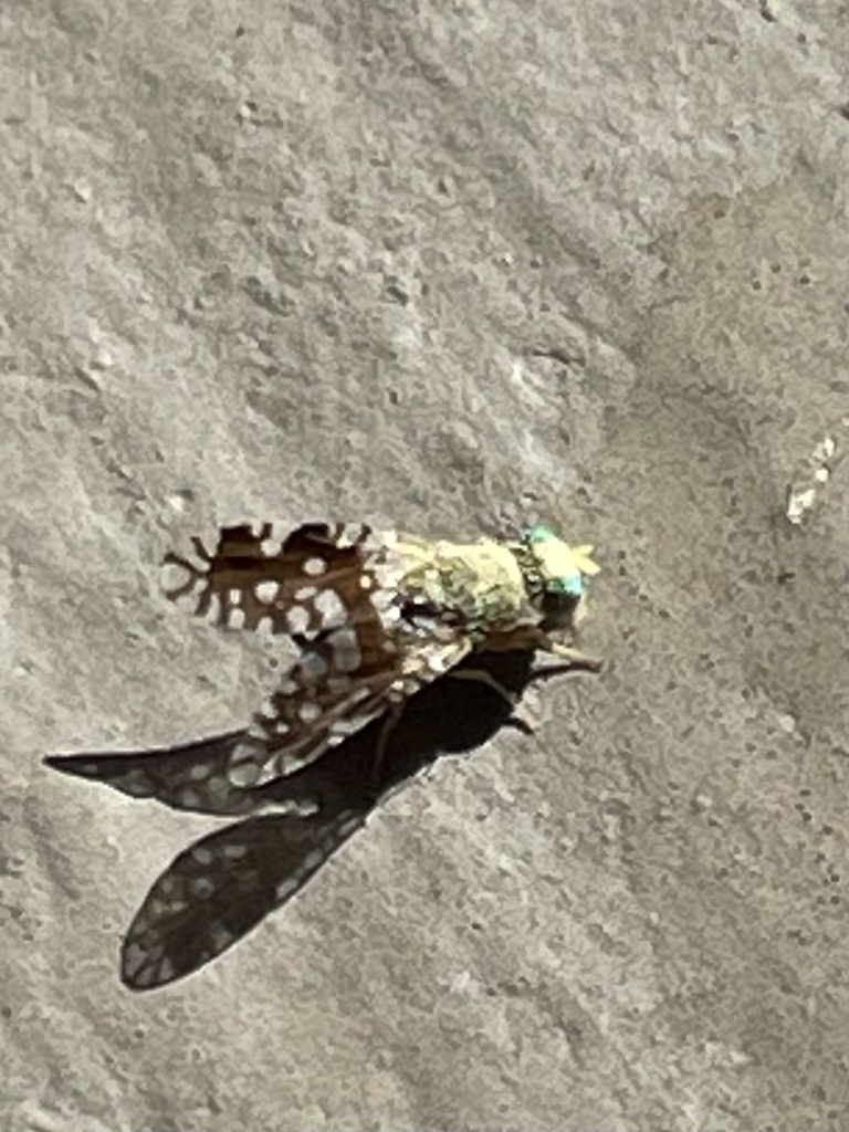 Euaresta bellula