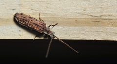 Tenomerga cinerea