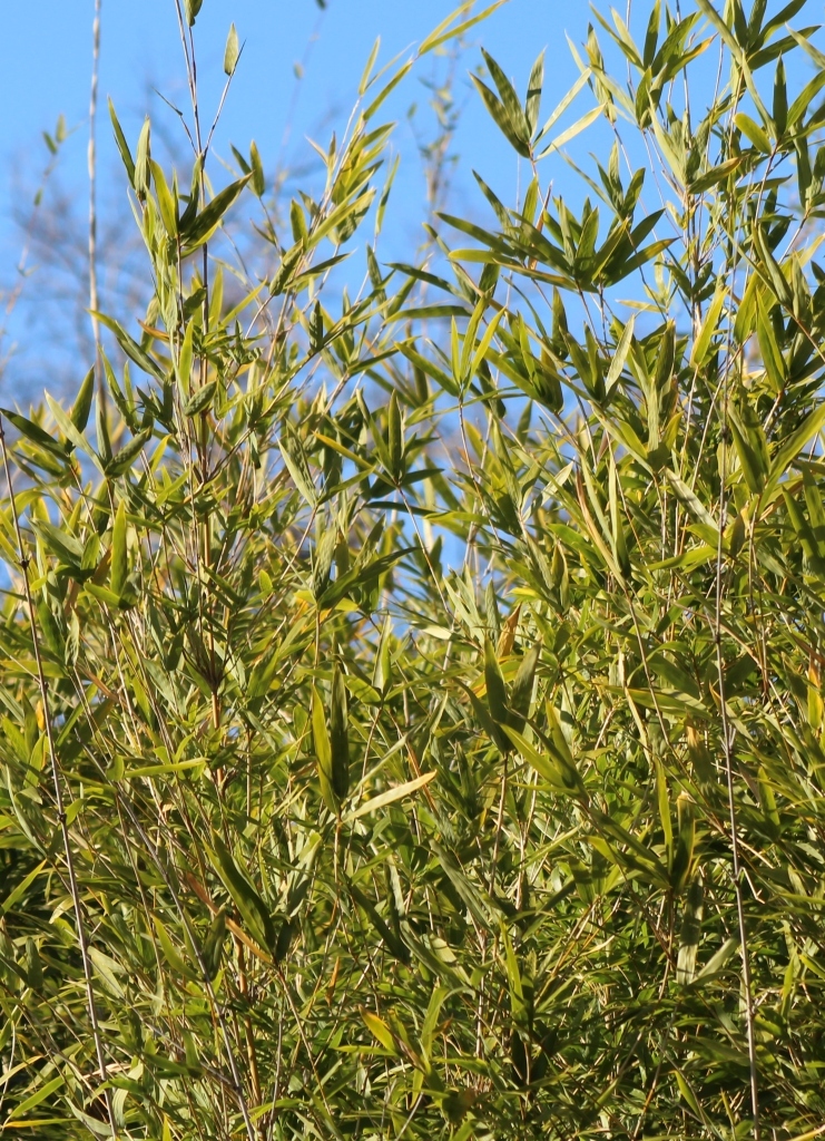 Imagem de Bambu-mossô