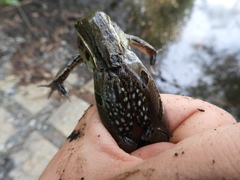 Lithobates kauffeldi