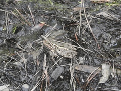 Lithobates kauffeldi