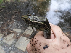 Lithobates kauffeldi