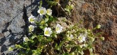 Cerastium alpinum