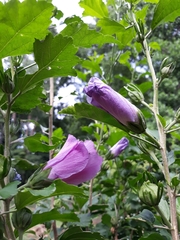 Hibiscus syriacus