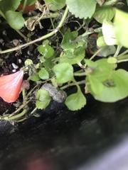 Lepidoptera