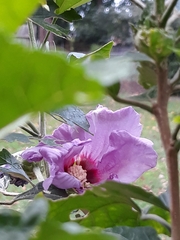 Hibiscus syriacus