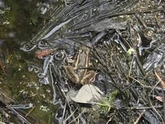Lithobates kauffeldi