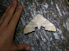 Pachysphinx occidentalis