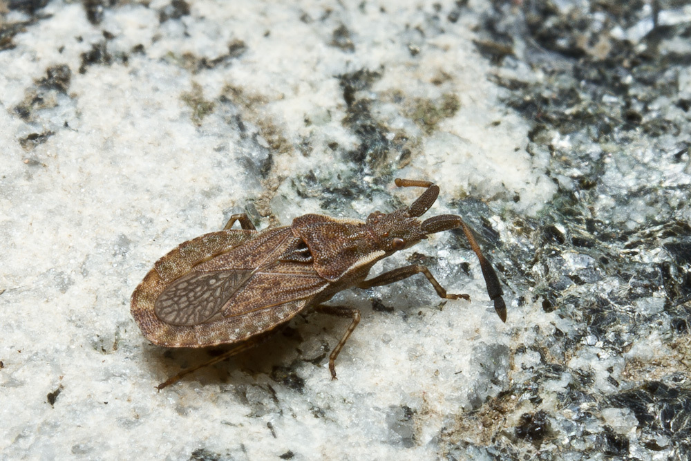 Spathocera