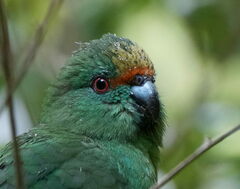 Malherbe's Parakeet photo 3