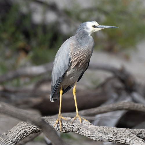 White-faced Heron
