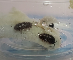 Armadillidium vulgare