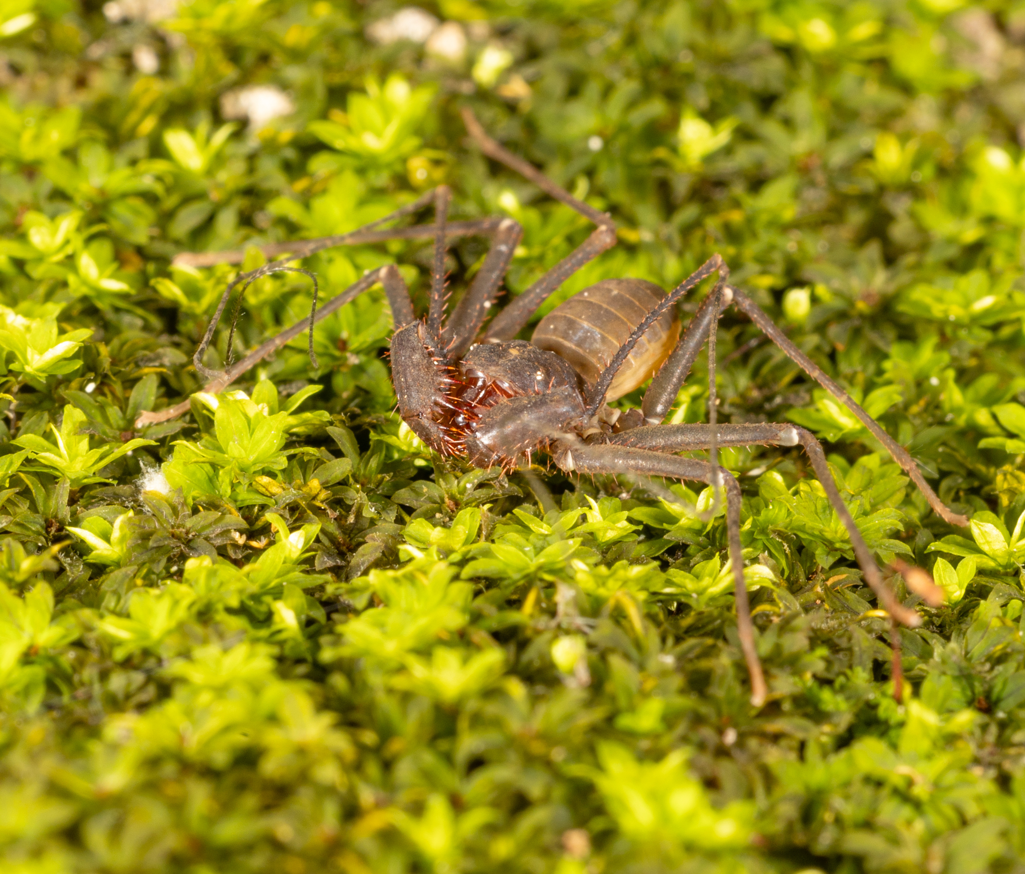 Charinus caribensis (Quintero, 1986)