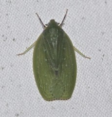 Anabunda murrayfletcheri