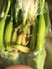 Contarinia tragopogonis