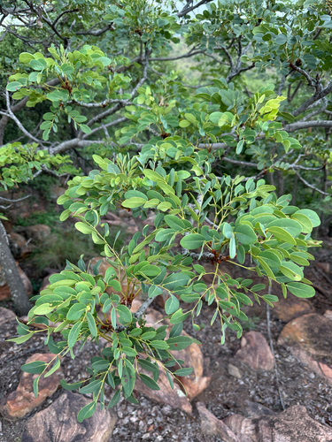 Foto de Pau-ferro-africano