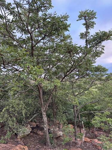 Foto de Pau-ferro-africano