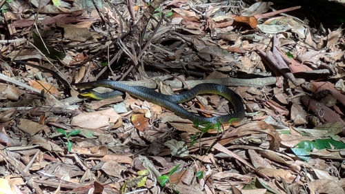 Common Tree Snake sighting