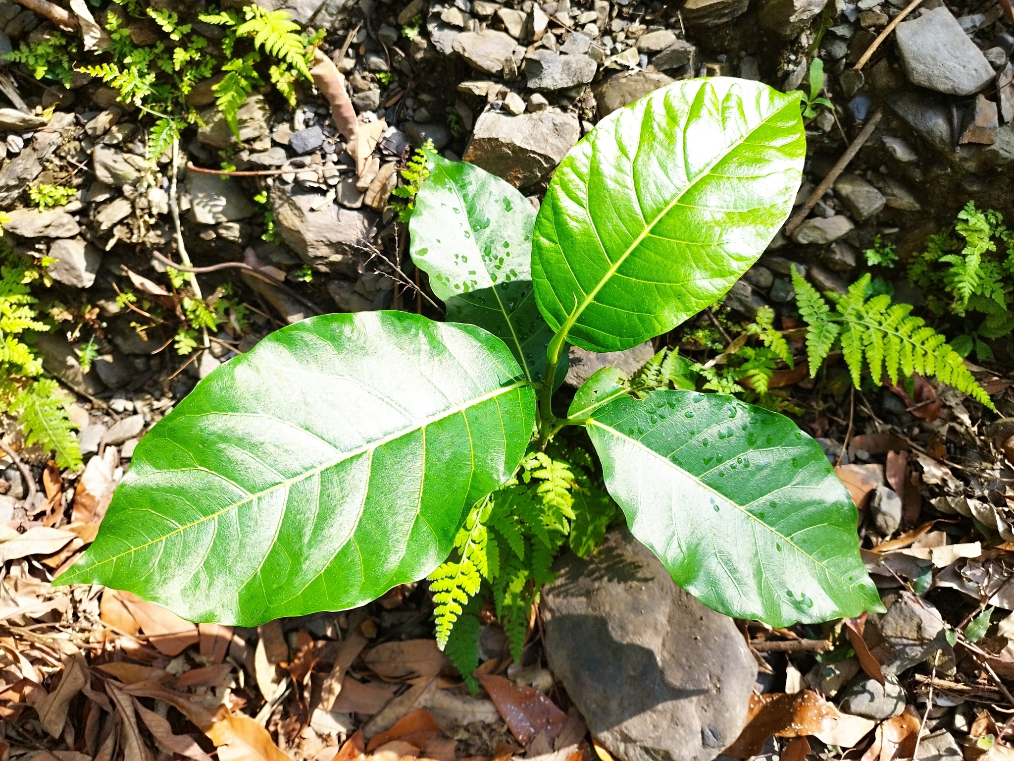 Imagem de Mata-pasto