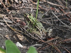 Lithobates kauffeldi